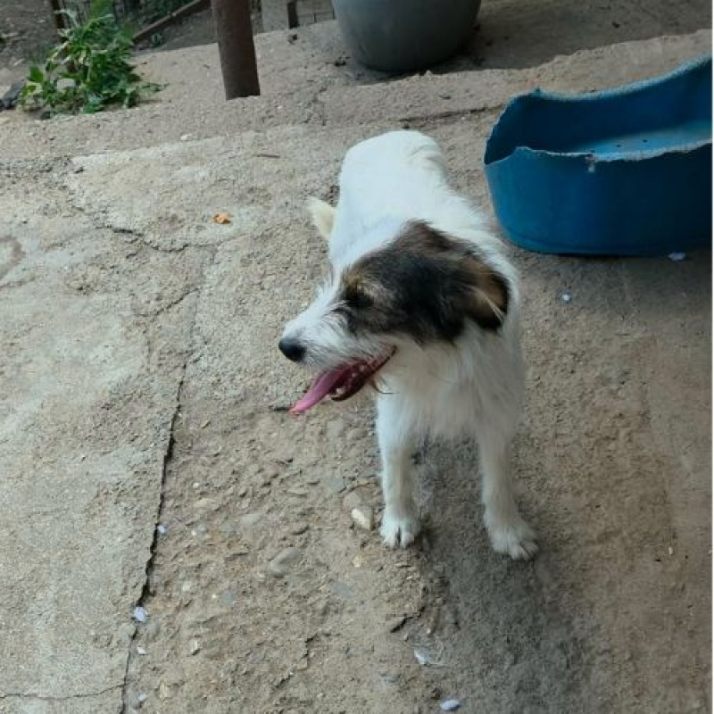 Photo #2 de OZIE