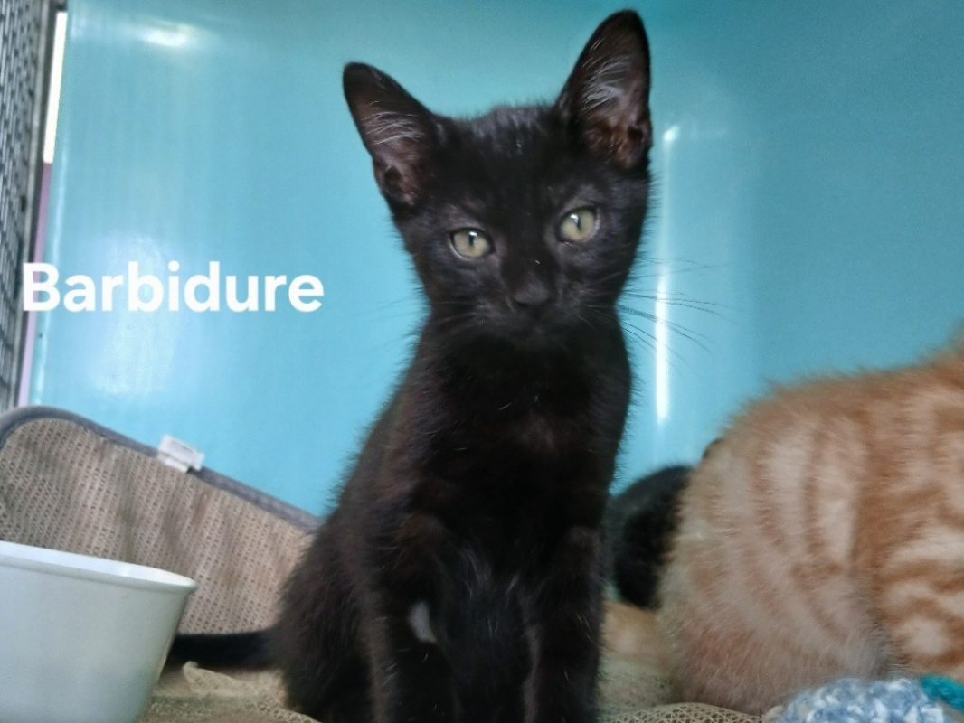 Photo de Barbidure