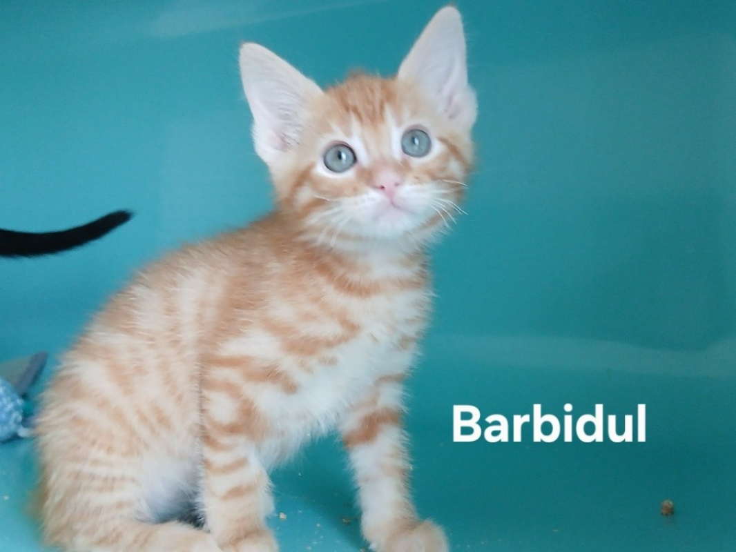 Photo de Barbidul