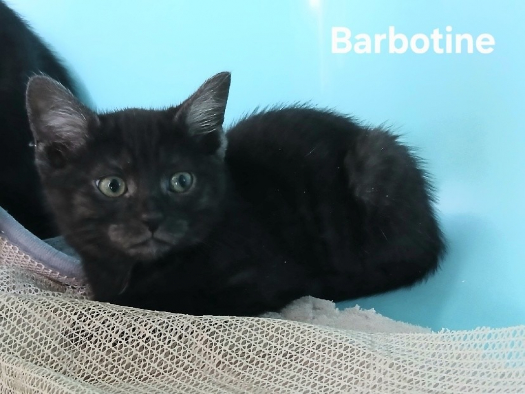 Photo de Barbotine
