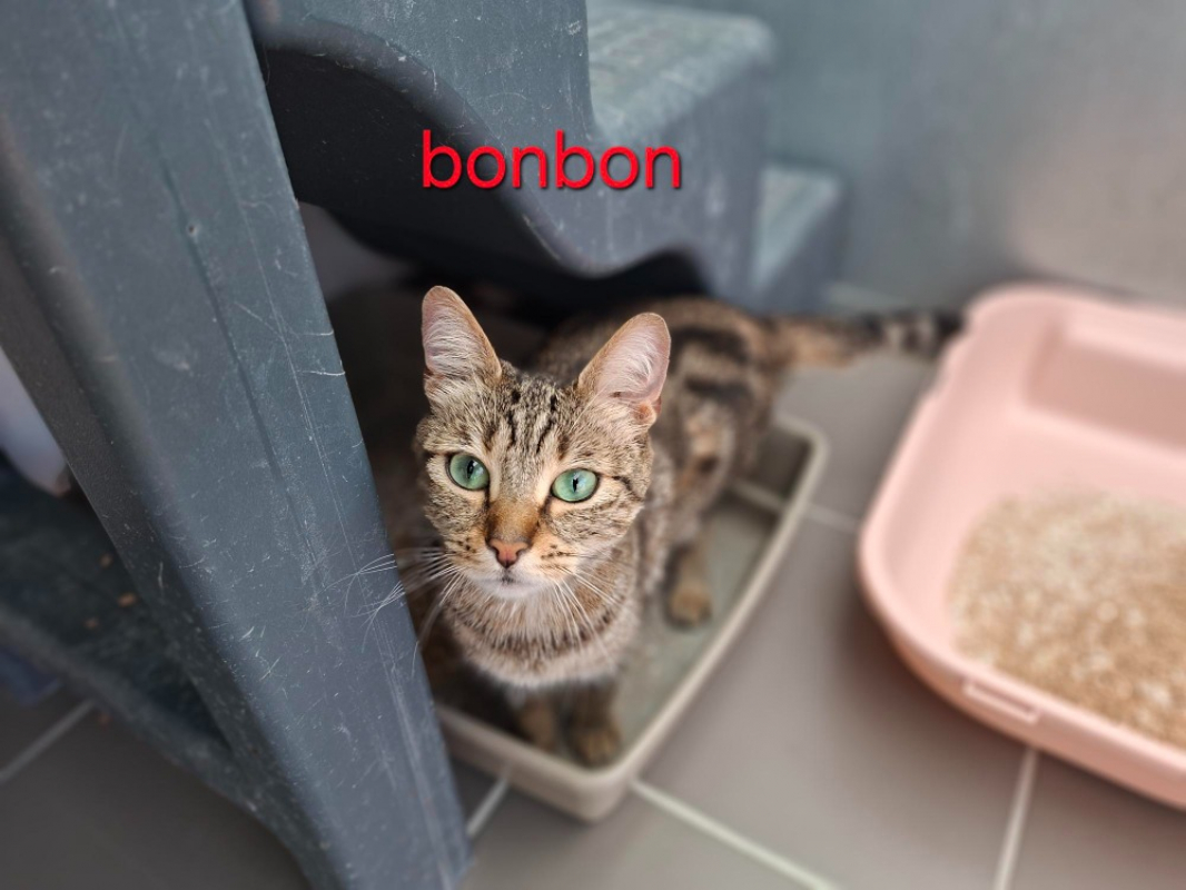 Photo #1 de Bonbon