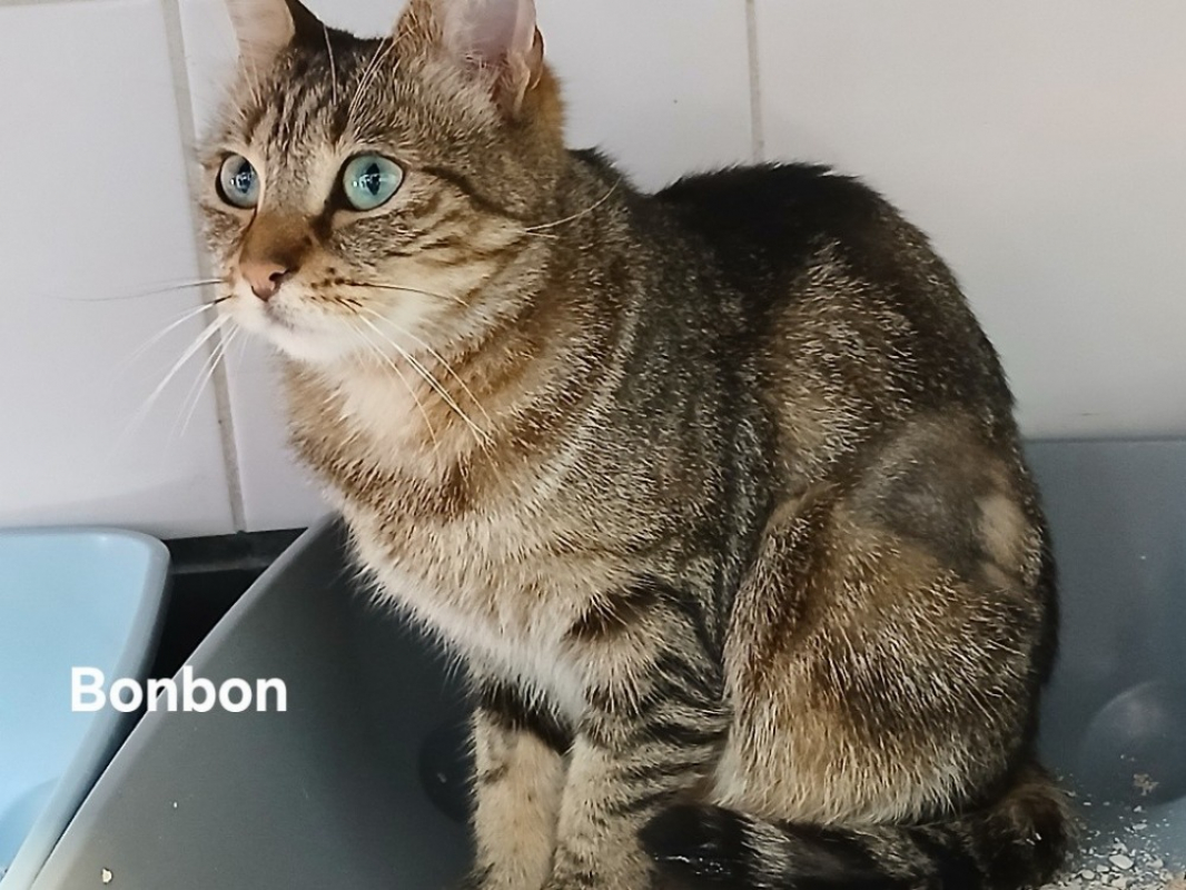 Photo #2 de Bonbon