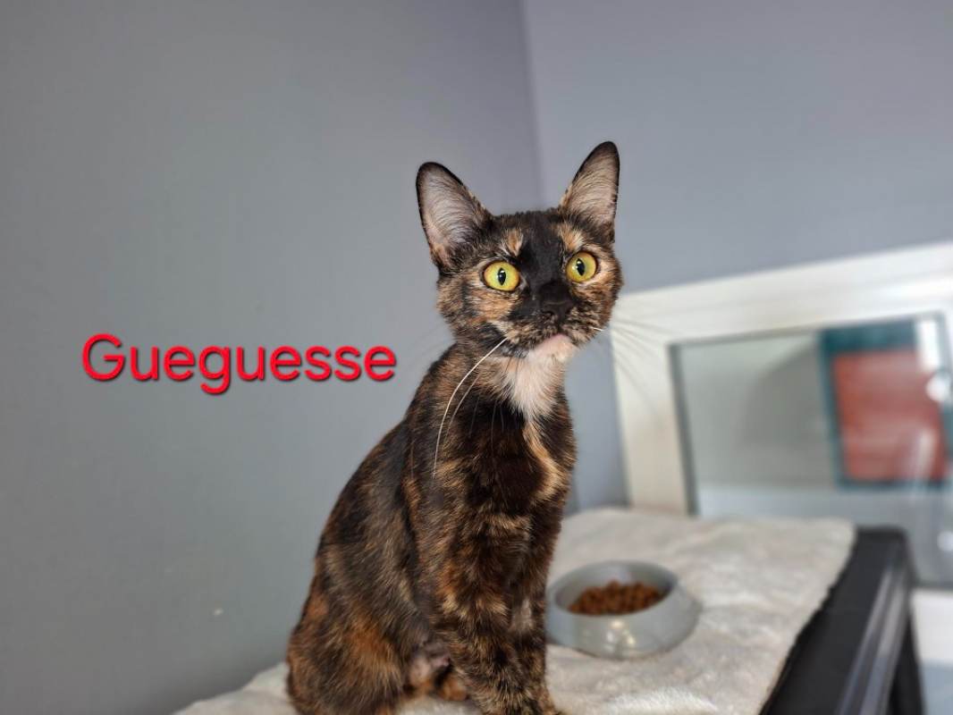 Photo de Gueguesse