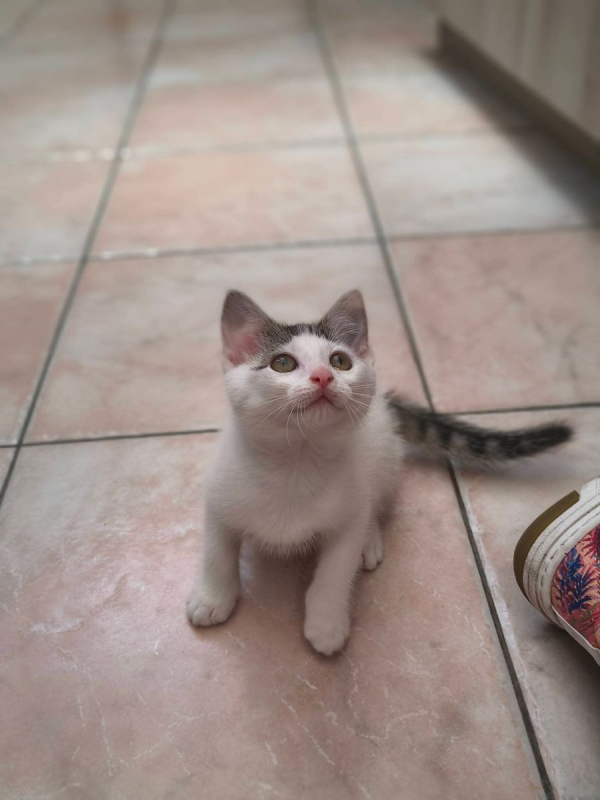 Photo #3 de Chipie