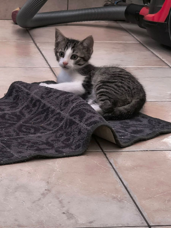 Photo #3 de Loki