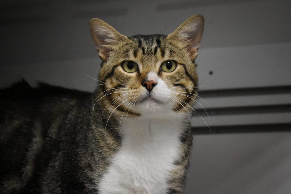 Meïko - Chat Européen à adopter