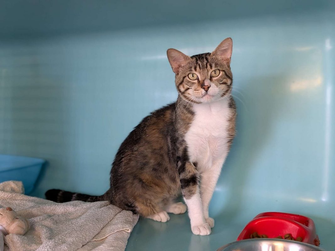 Meïko - Chat Européen à adopter - photo 2