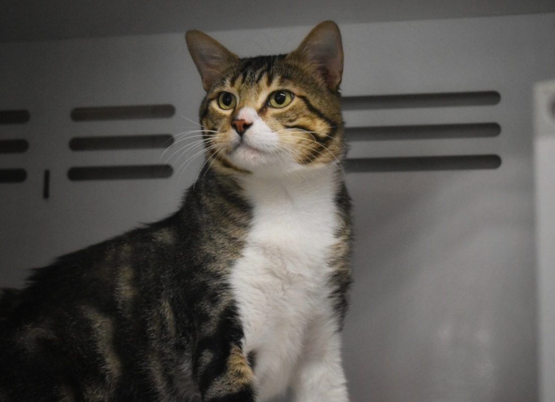 Meïko - Chat Européen à adopter - photo 3