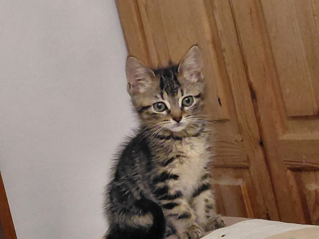 Photo de Mercy