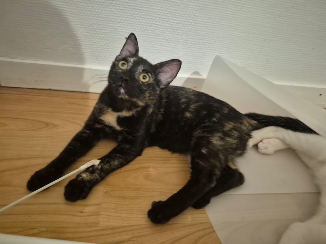 Baghara - Chat Européen à adopter