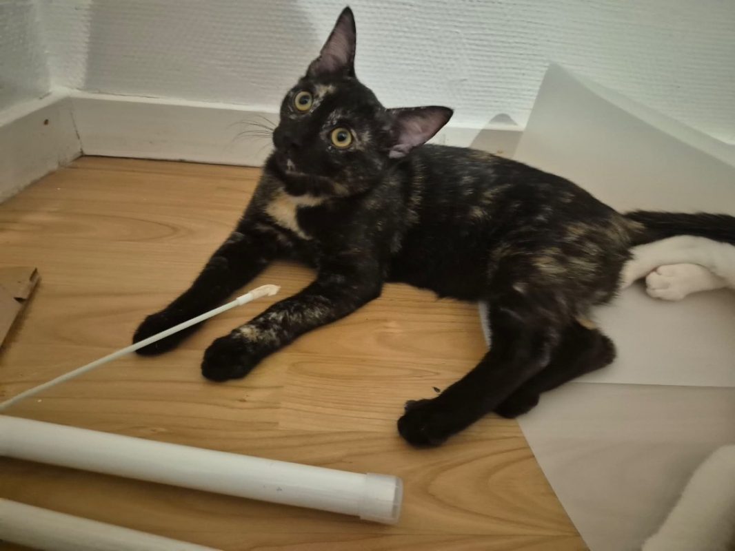 Baghara - Chat Européen à adopter - photo 2
