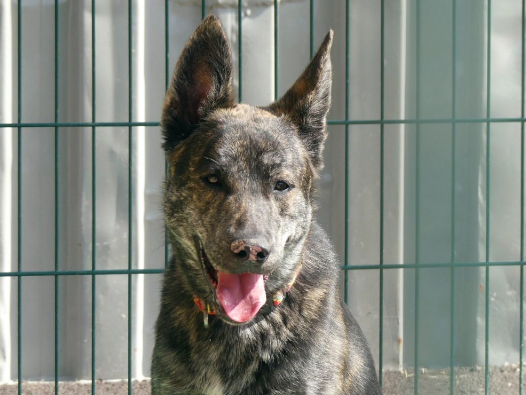 Hades - Chien Berger à adopter