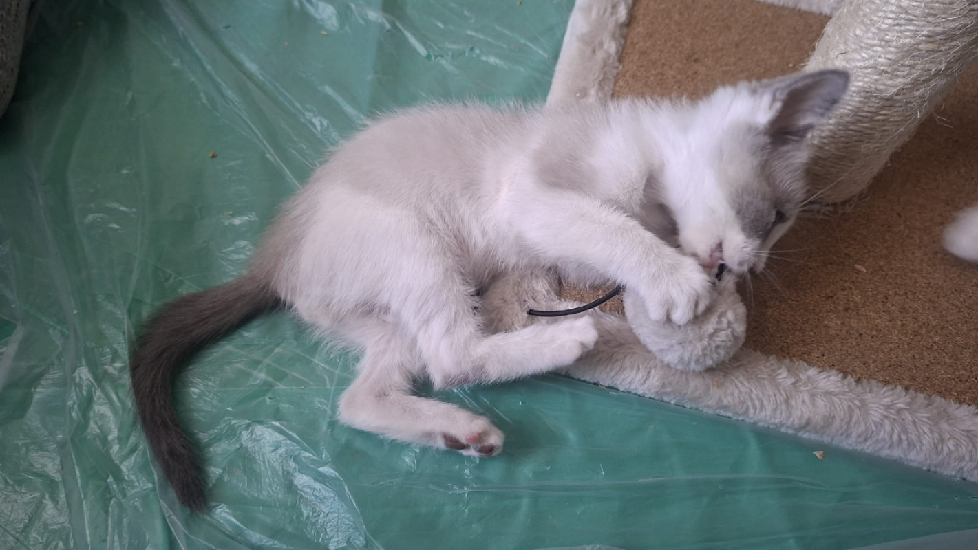 Photo #2 de Smoky