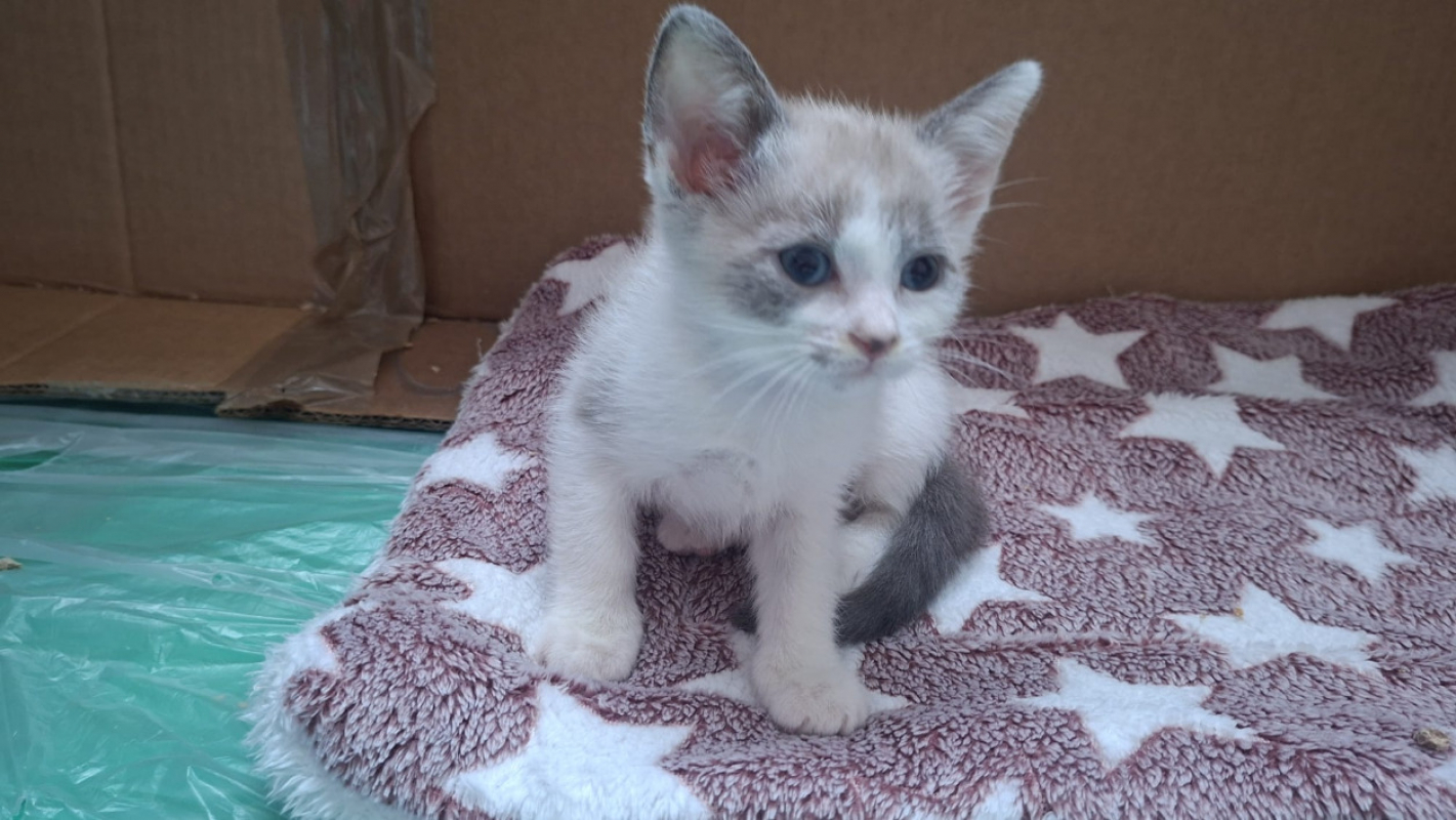Photo #3 de Smoky
