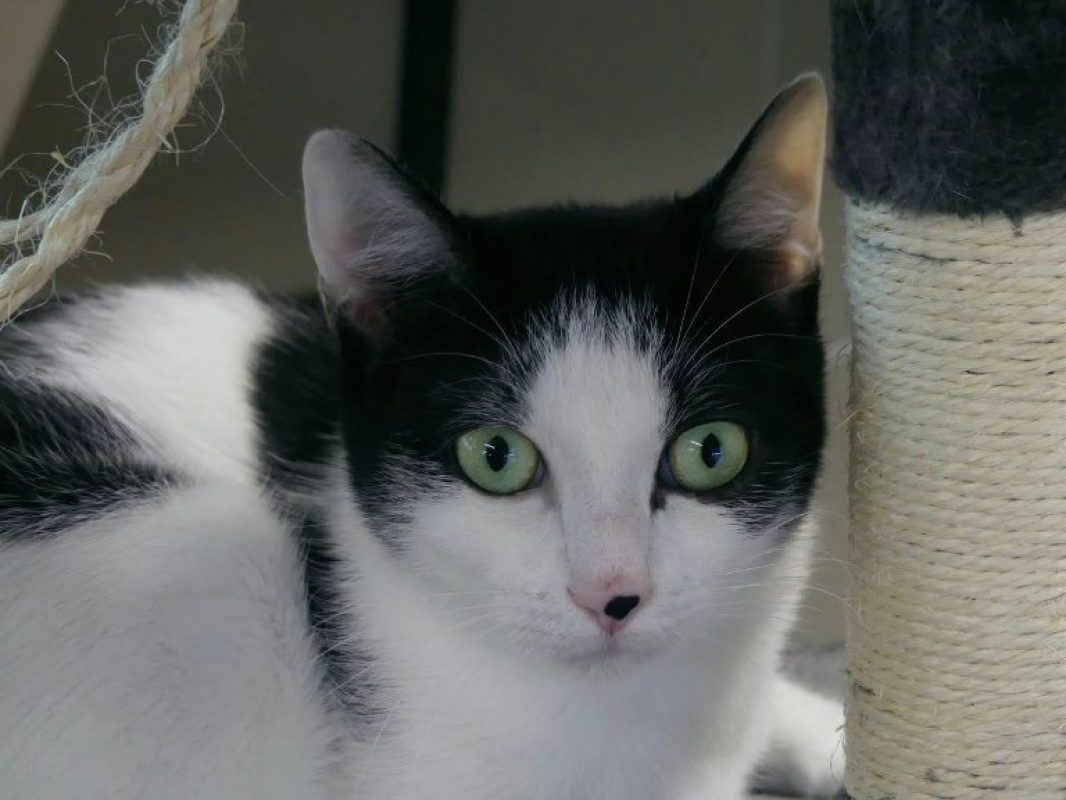 Maui - Chat Européen à adopter