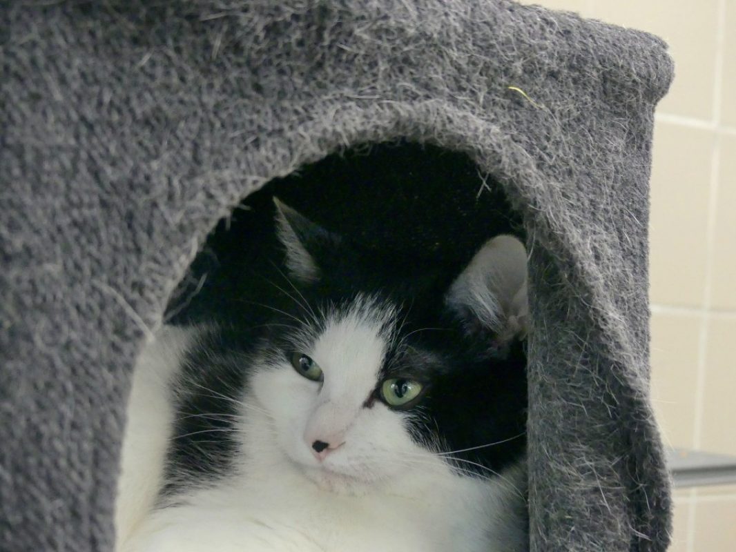 Maui - Chat Européen à adopter - photo 2