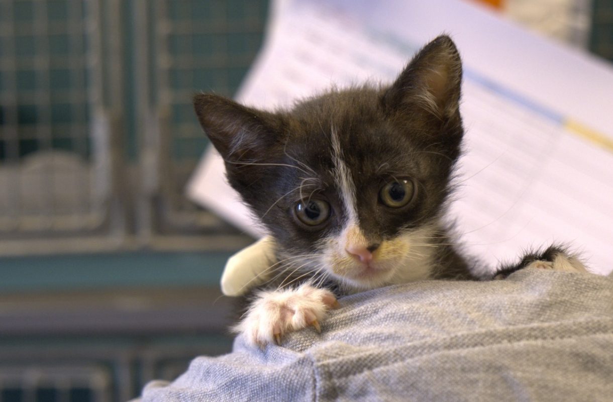 Pastis - Chat Européen à adopter