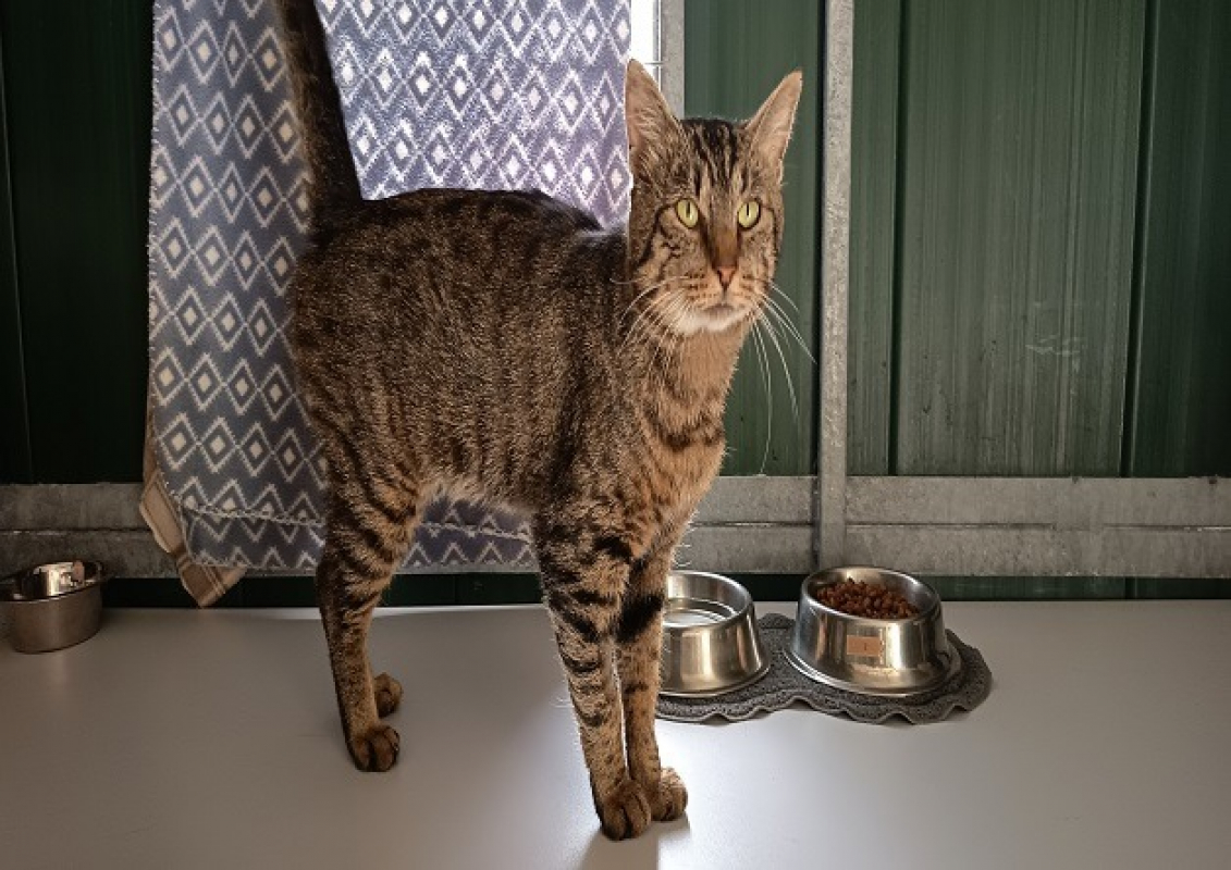 Photo #1 de Pistache