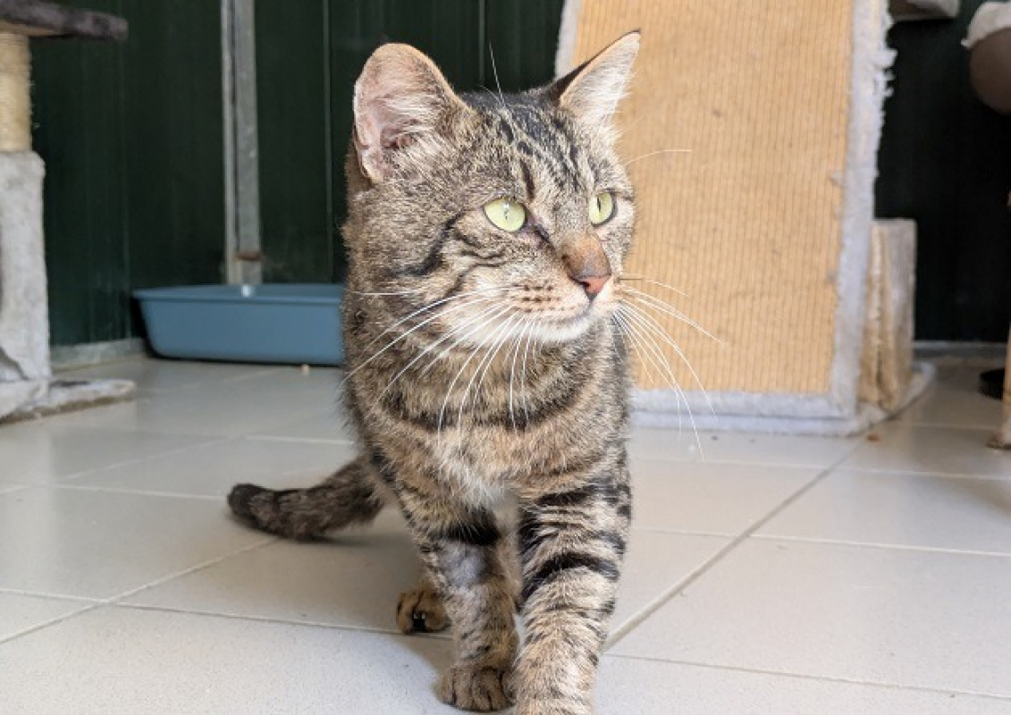 Photo #2 de Pistache