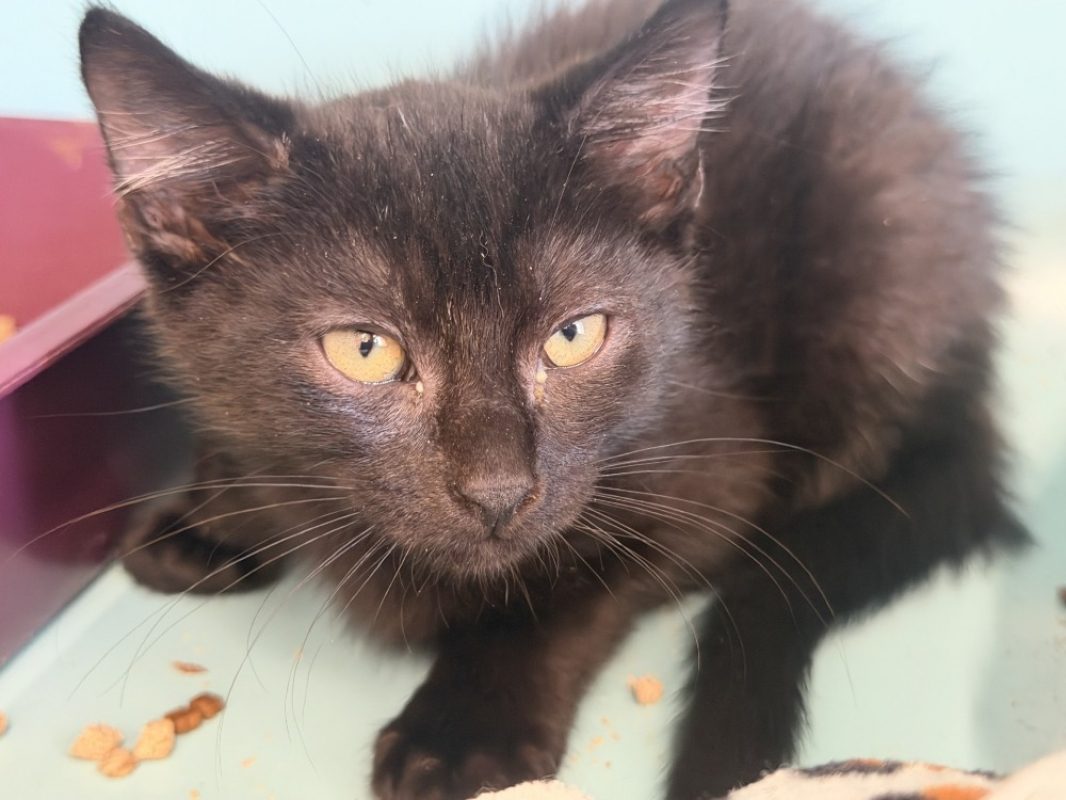 Nico - Chat Européen à adopter - photo 2