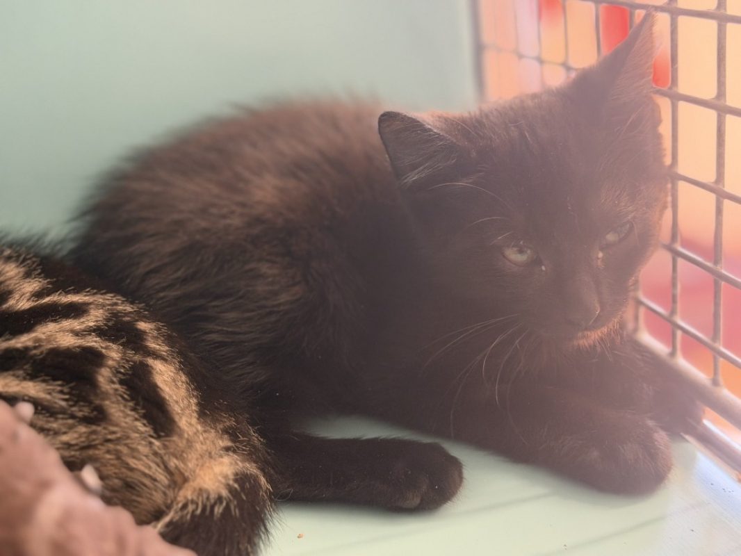 Nico - Chat Européen à adopter - photo 3