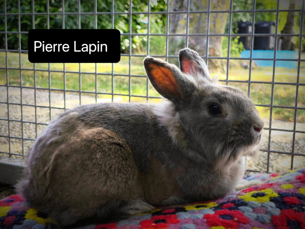 Photo de Pierre lapin