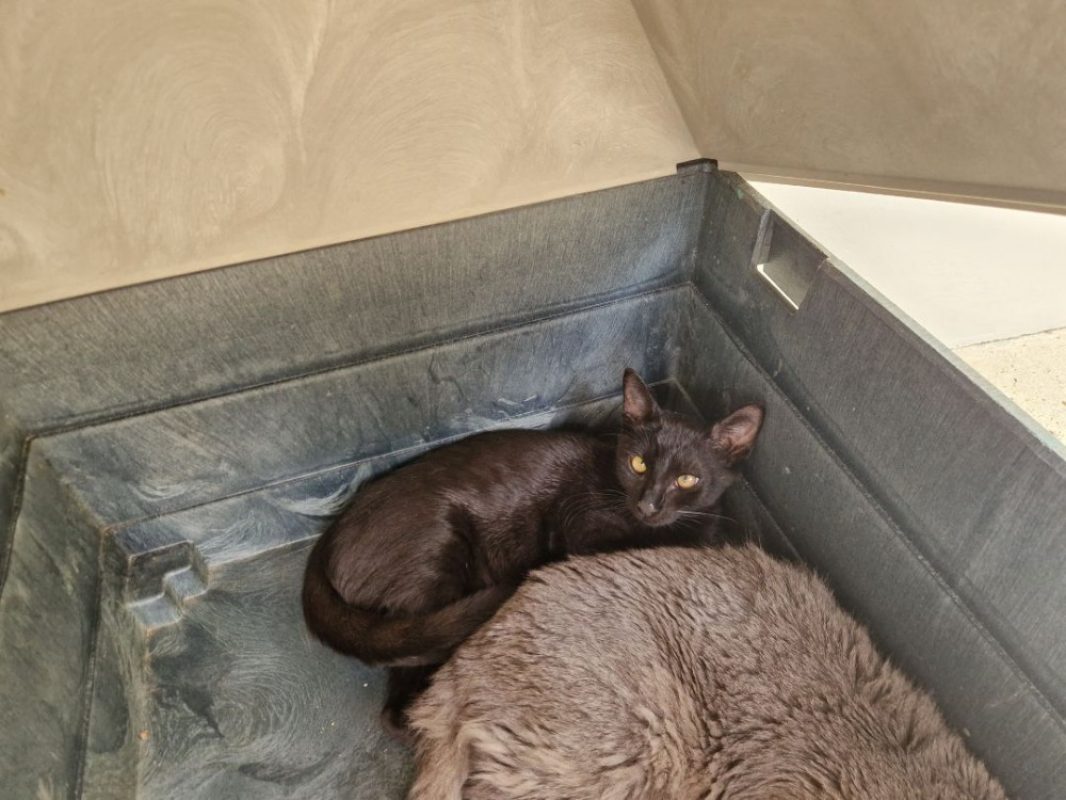 Kleber - Chat Européen à adopter