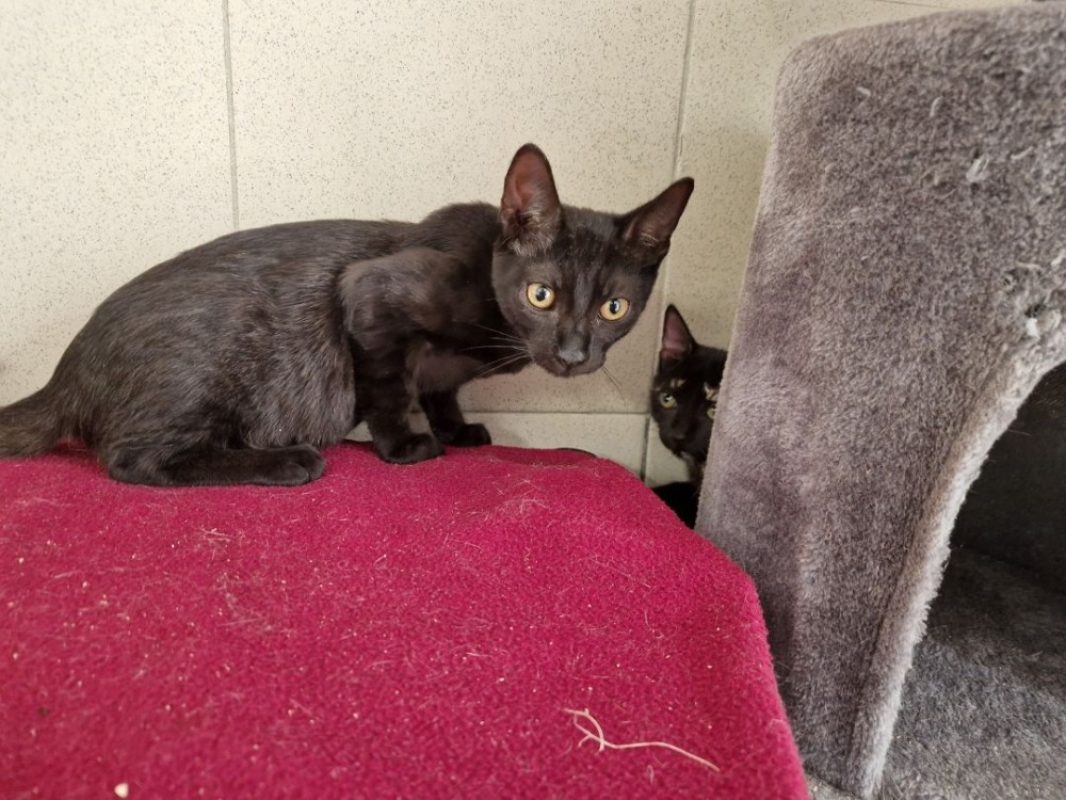 Monceau - Chat Européen à adopter