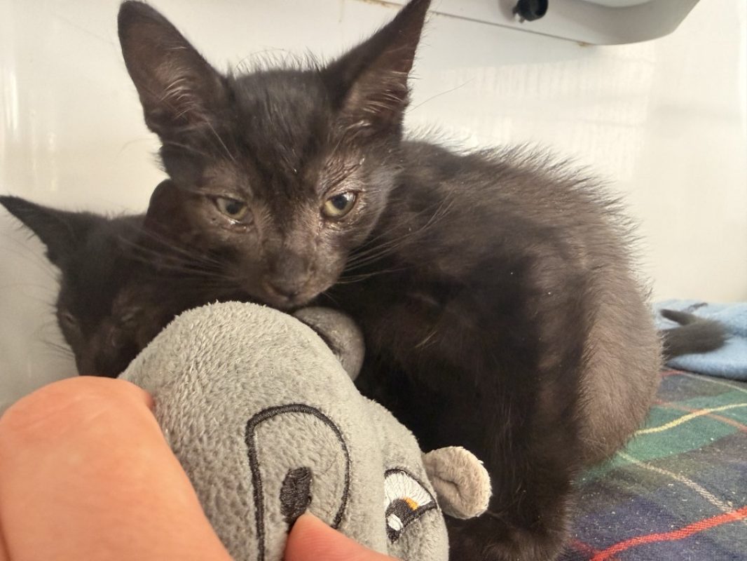 Monceau - Chat Européen à adopter - photo 2