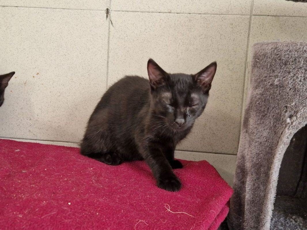 Mirabeau - Chat Européen à adopter