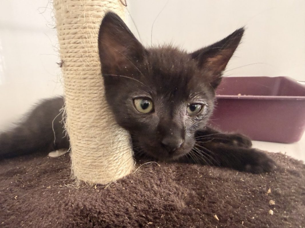 Mirabeau - Chat Européen à adopter - photo 2