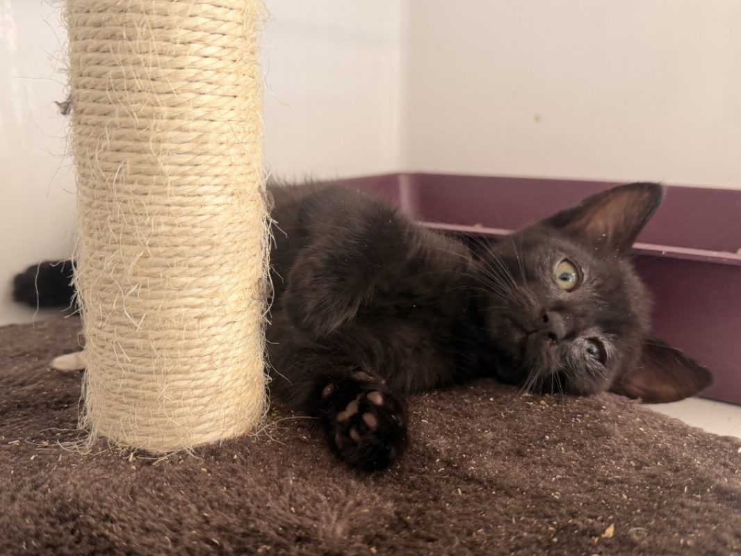 Mirabeau - Chat Européen à adopter - photo 3