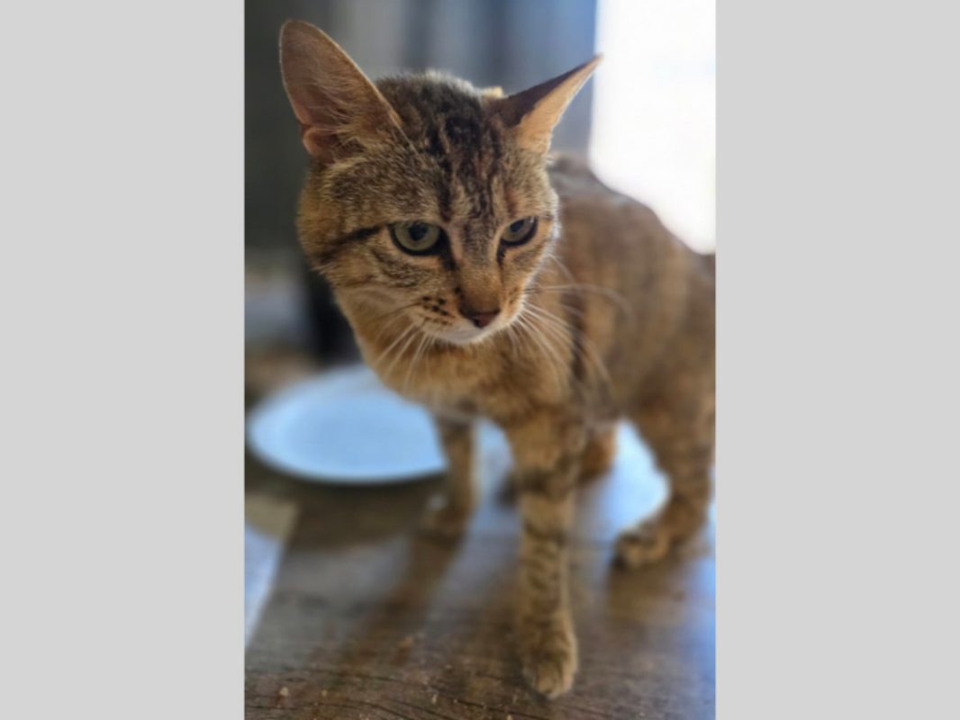 Cypher - Chat Européen à adopter - photo 2