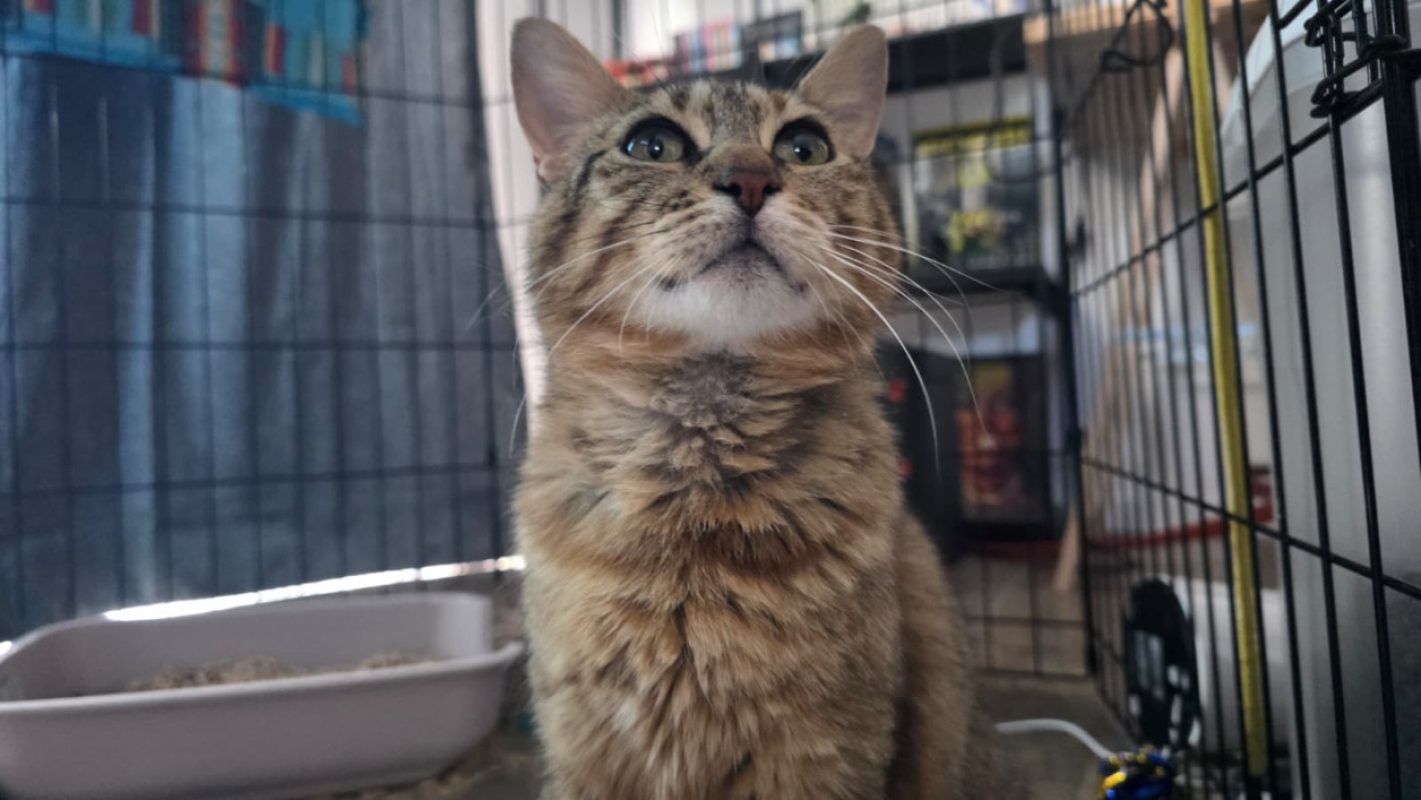 Cypher - Chat Européen à adopter - photo 3
