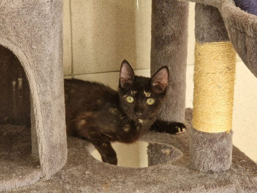 Ambroise - Chat Européen à adopter
