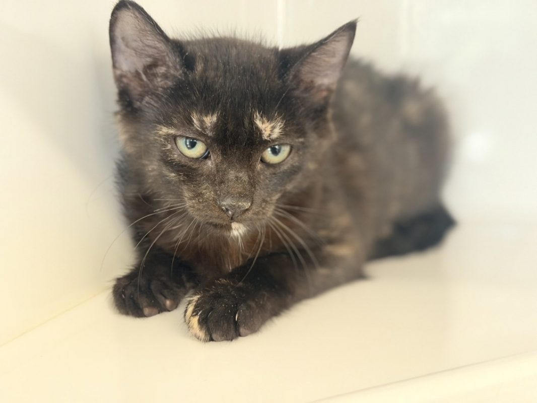 Ambroise - Chat Européen à adopter - photo 2