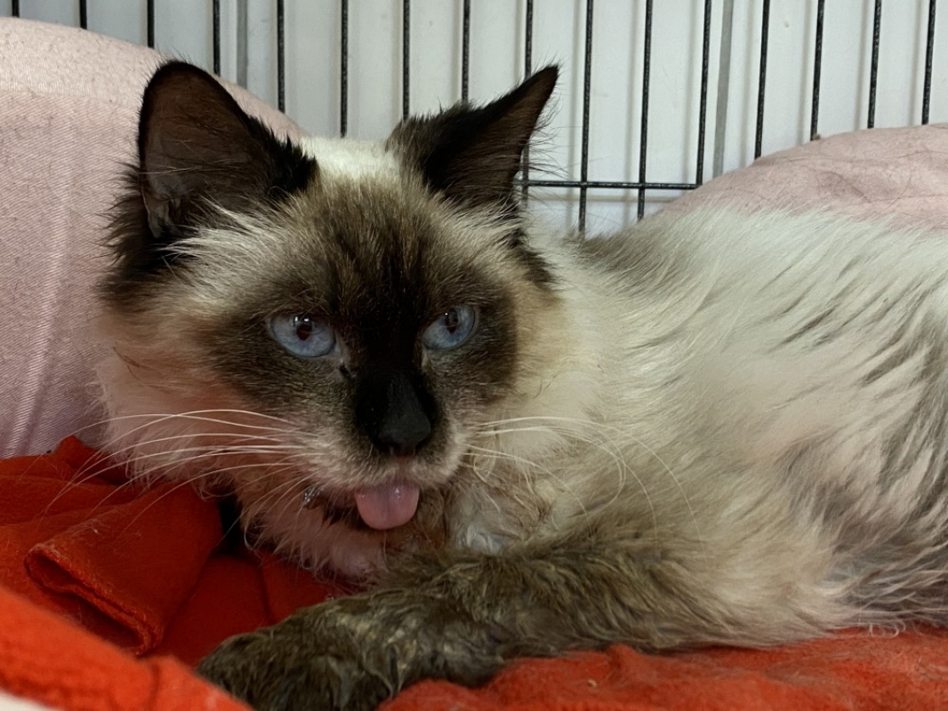 Photo #1 de Lucienne