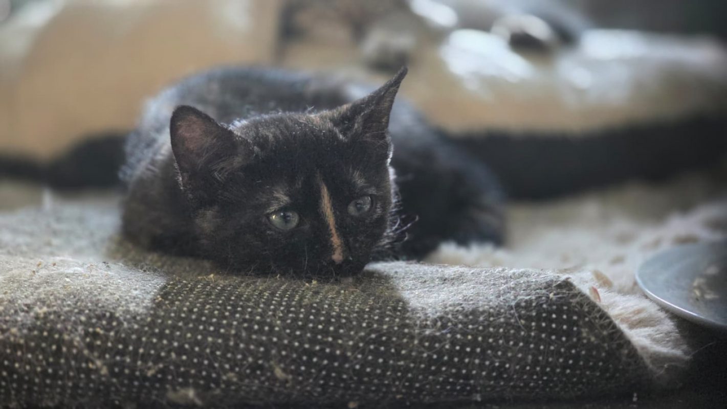 Felicie - Chat Européen à adopter