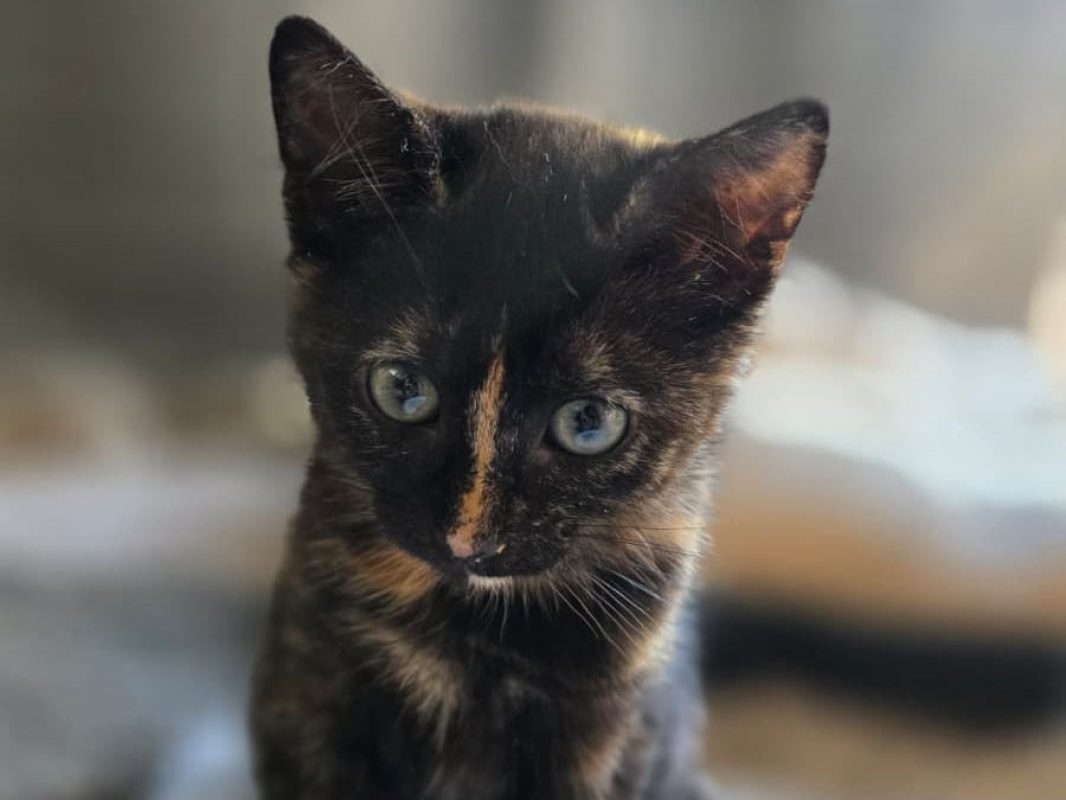 Felicie - Chat Européen à adopter - photo 2