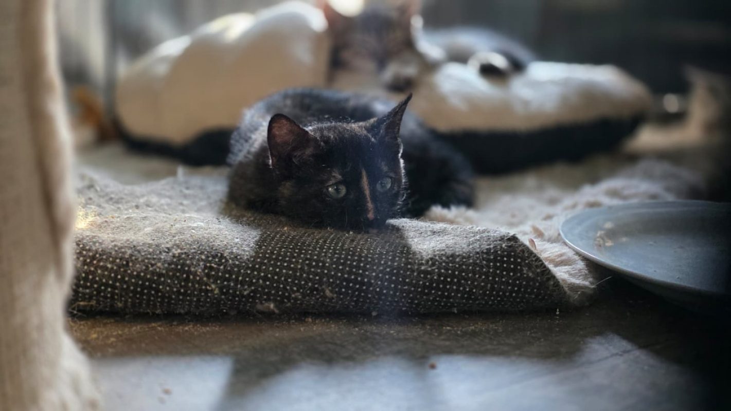 Felicie - Chat Européen à adopter - photo 3