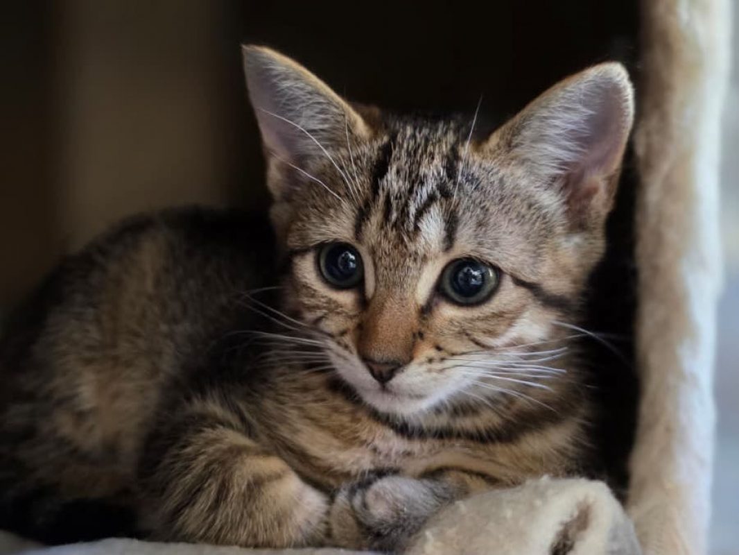 Spike - Chat Européen à adopter