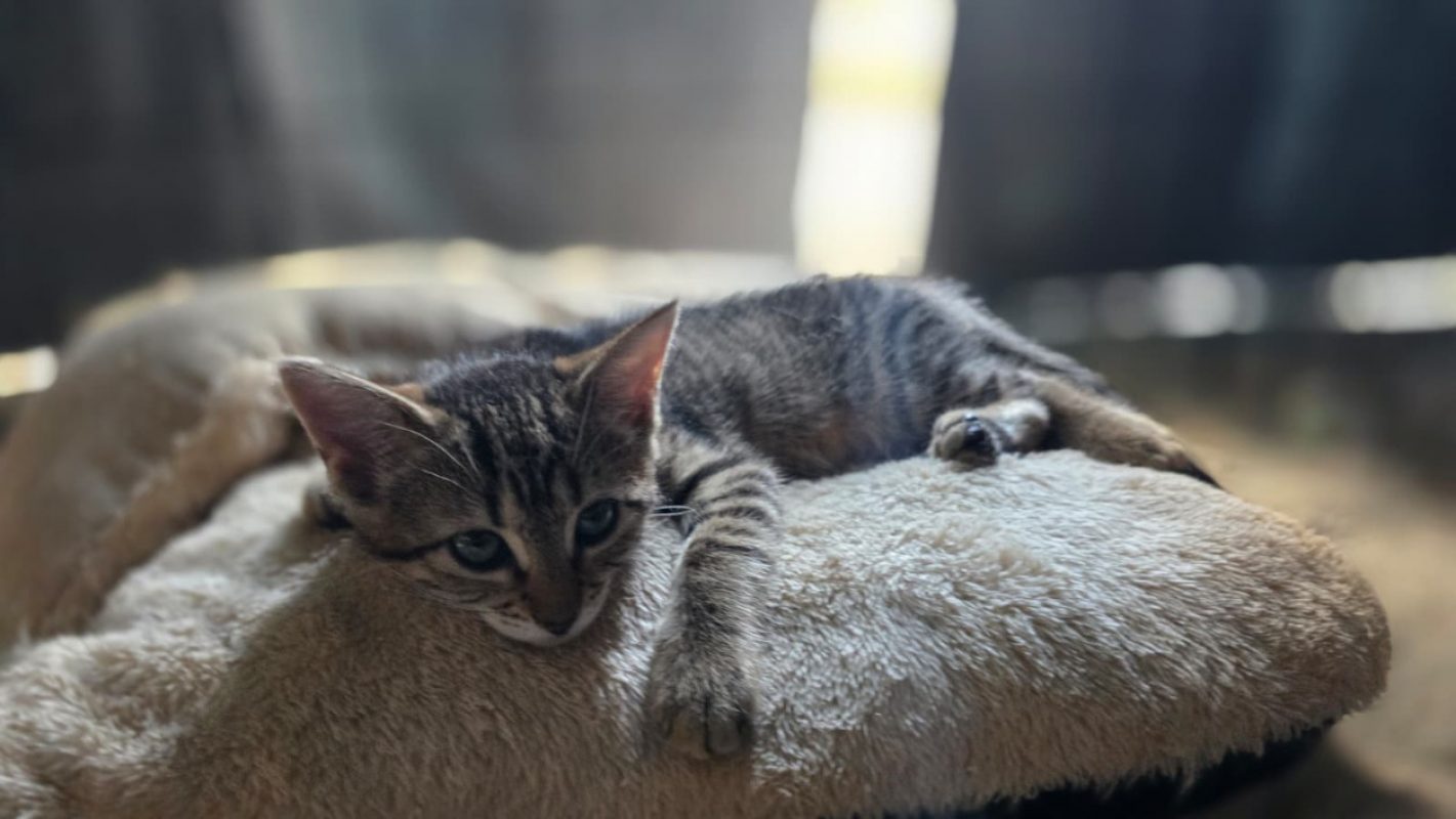 Spike - Chat Européen à adopter - photo 3