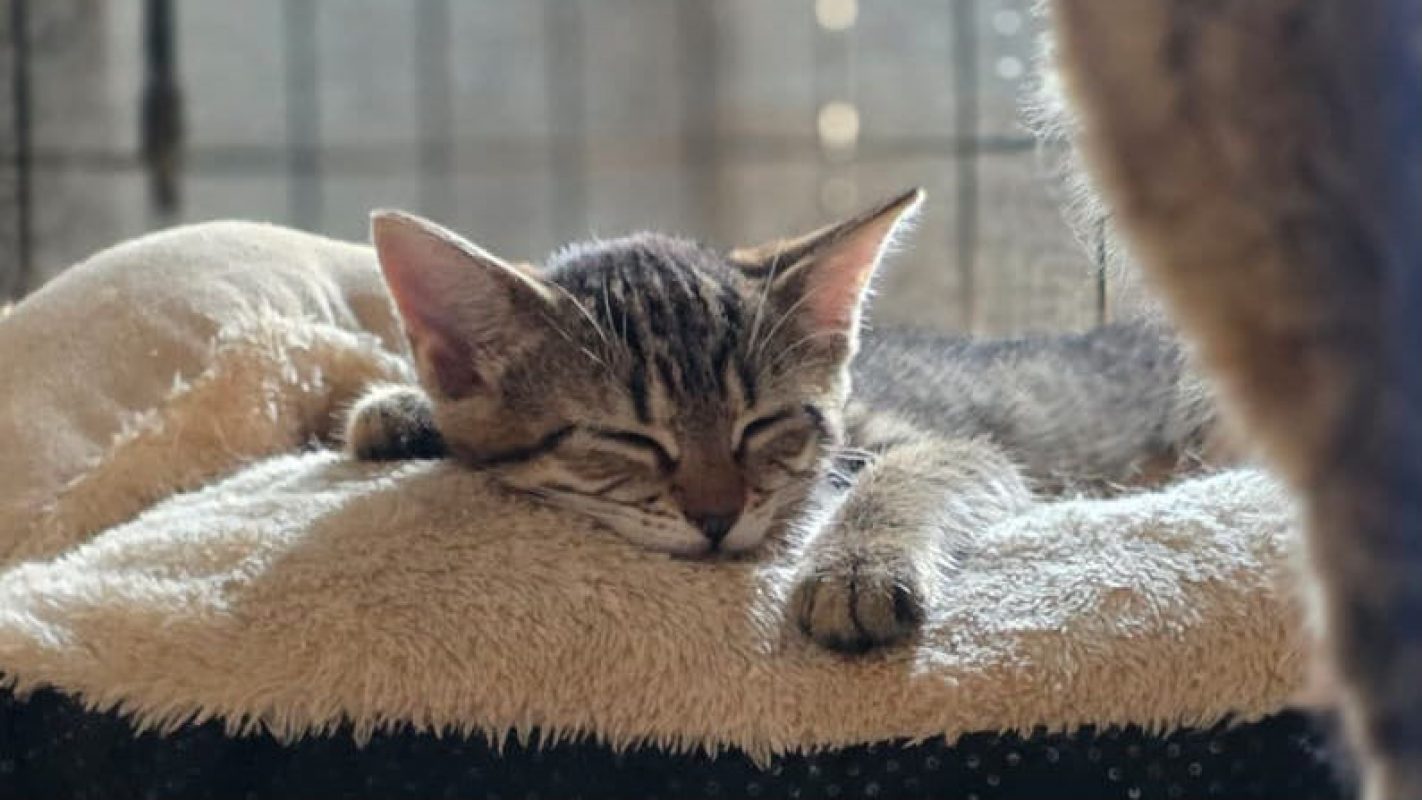 Spike - Chat Européen à adopter - photo 4
