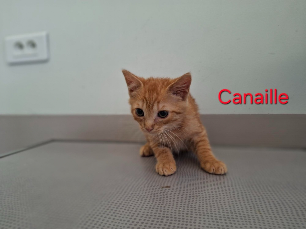 Photo de Canaille