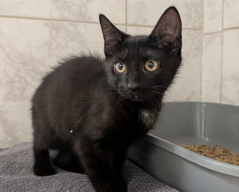 Maia - Chat Européen à adopter