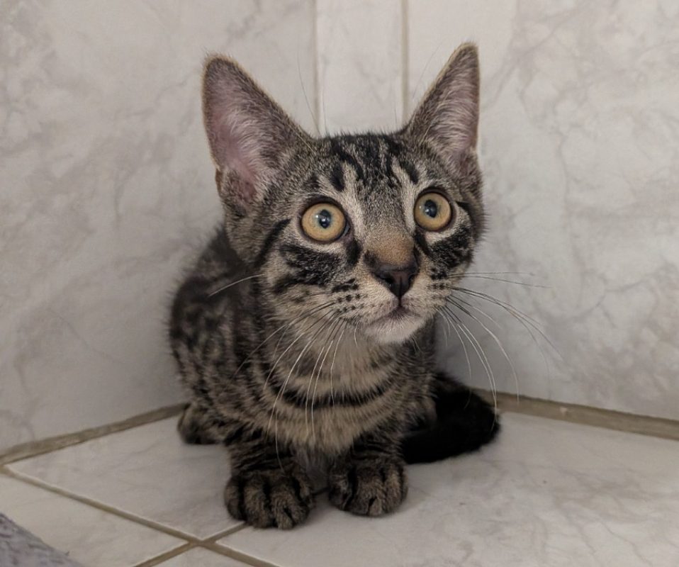 Bonbon - Chat Européen à adopter