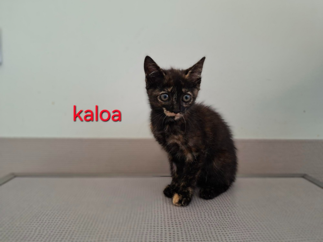 Photo de Kaloa