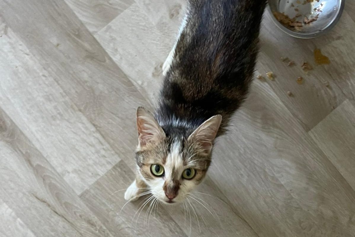Ellyn - Chat Européen à adopter