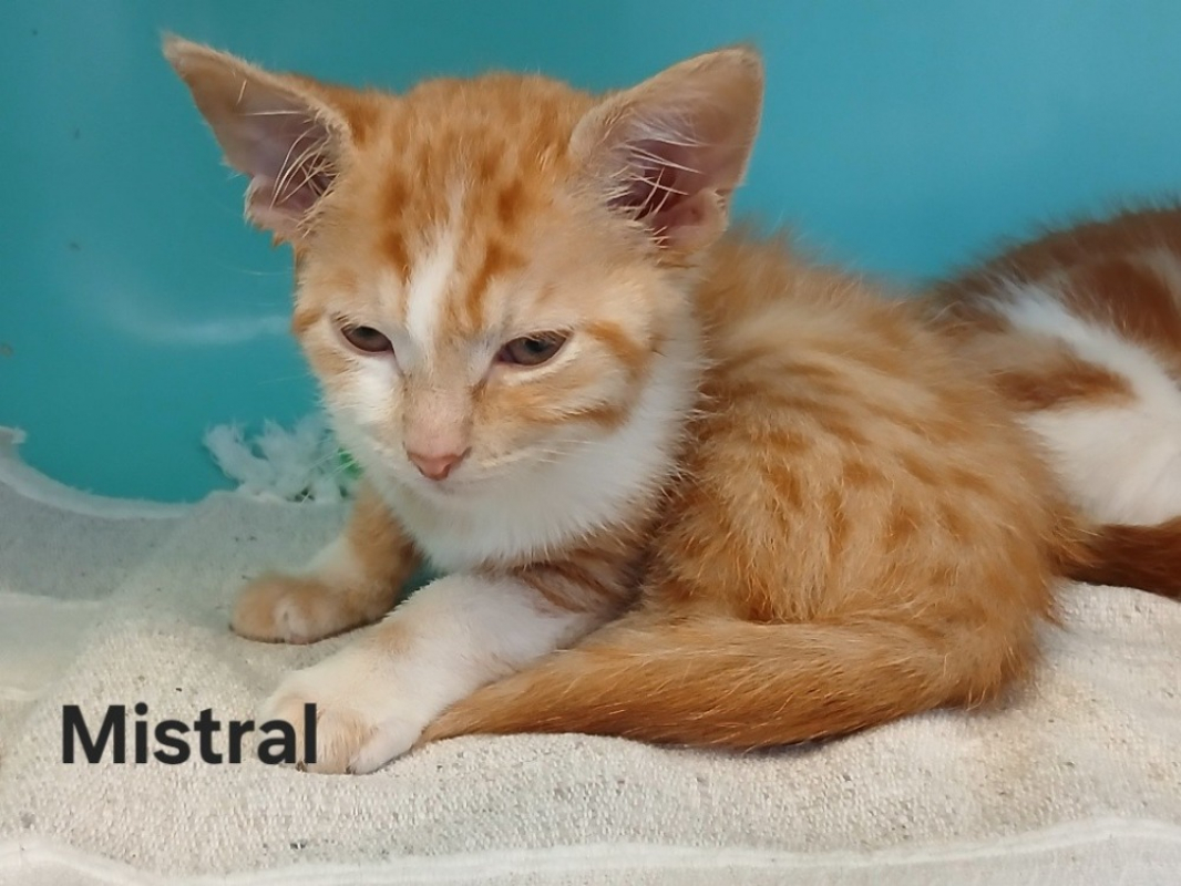 Photo de Mistral