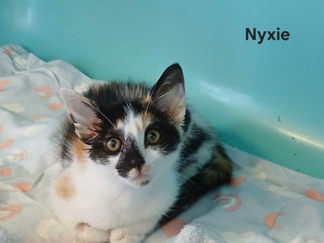 Photo de Nyxie